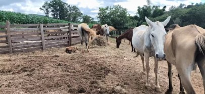 Foto: Polícia Civil