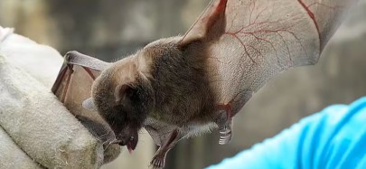 Foto: Prefeitura de Jundiaí/Divulgação