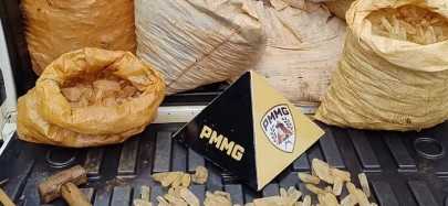 Foto: Divulgação Polícia Militar do Meio Ambiente