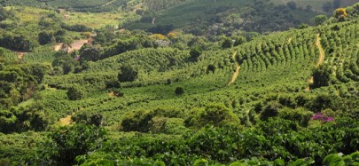 Foto: Divulgação Cooxupé/ Ascom