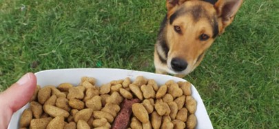 Foto: Projeto Mundo Cão/ Divulgação